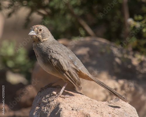 Canyon Towhee photo