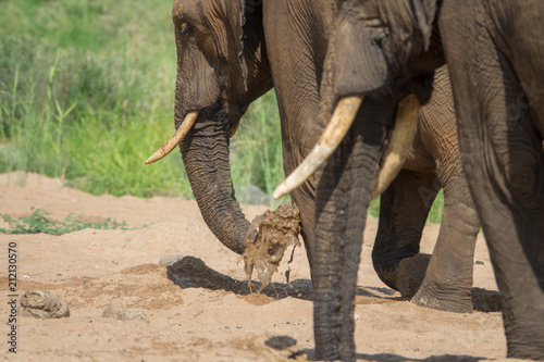 Elefant, Südafrika, Afrika photo