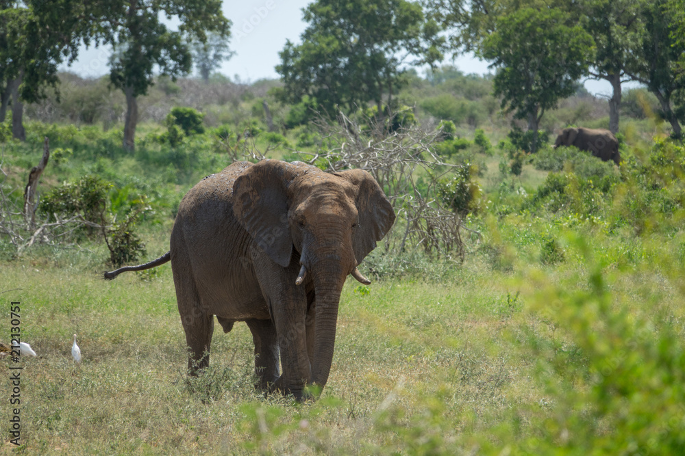 Obraz premium Elefant, Südafrika, Afrika