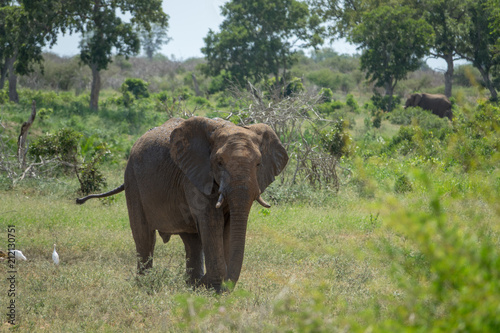 Elefant  S  dafrika  Afrika