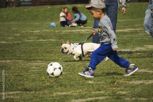 A cute white bulldog is runninh on the grassland of a park.