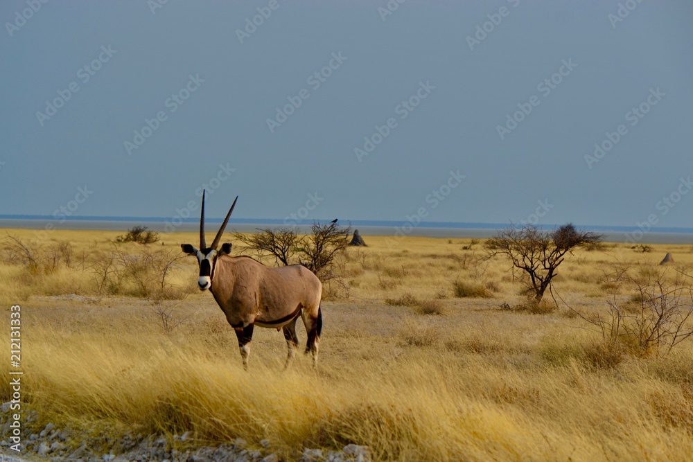 Fototapeta premium Oryx dans la savane africaine