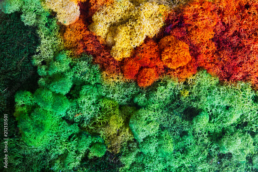 Obraz premium Nature background