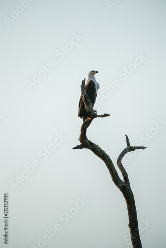 Schreiseeadler, Südafrika, Afrika