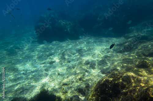 Underwater landscape with fish at the bottom