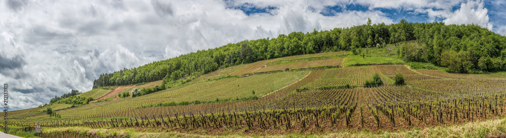 Panoramic view of vineyards in Burgundy, France