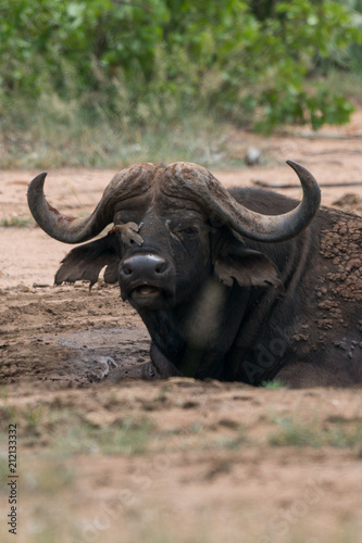 Afrikanischer Büffel, Südafrika, Afrika © Michael