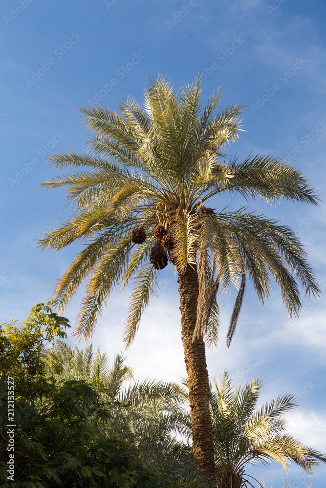 Obraz premium Date Palm at Golshan Garden, Tabas, Khorasan, Iran