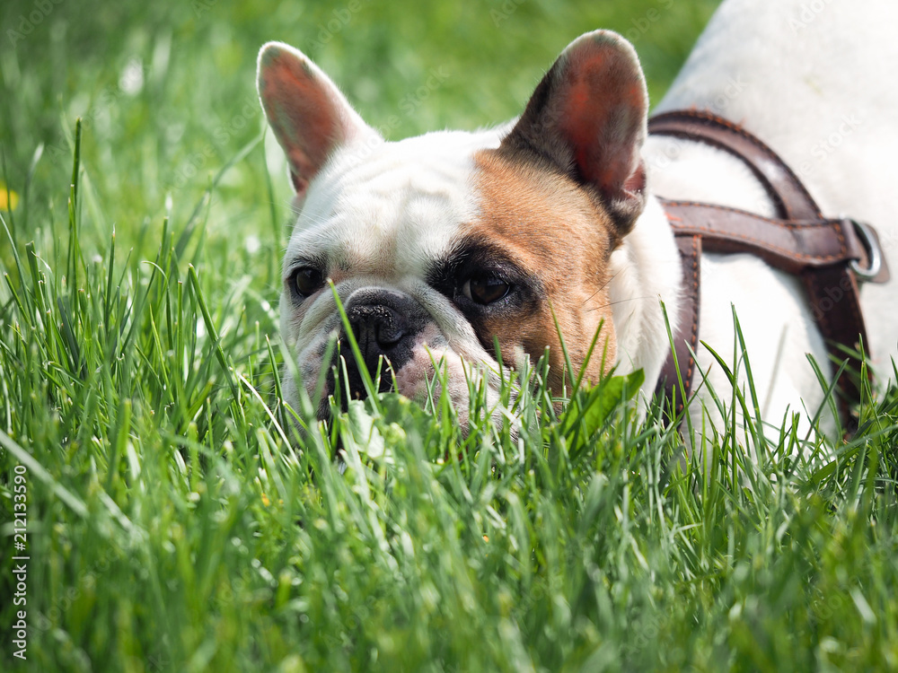Dog walking in the Park. English bulldog walks on the green grass
