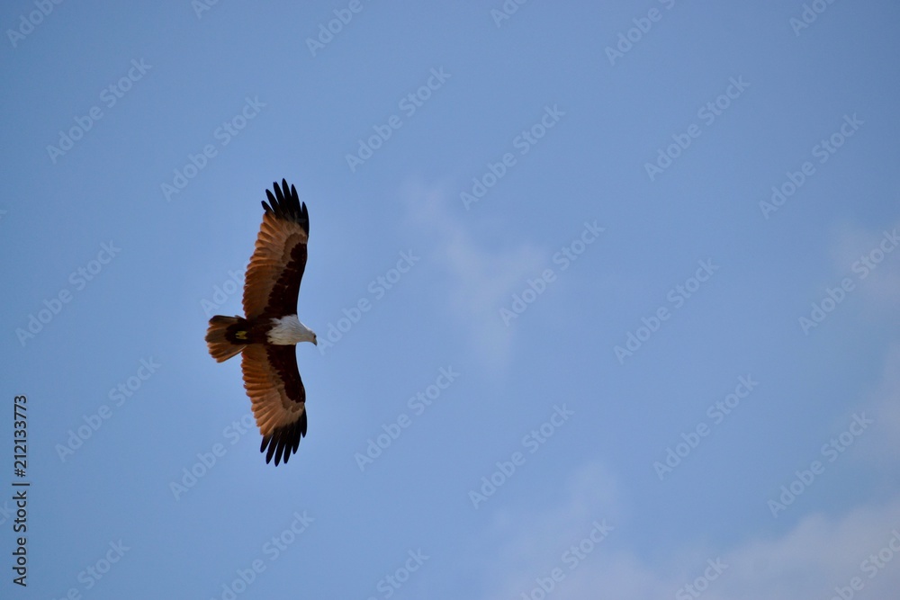 Obraz premium Rapace en vol 