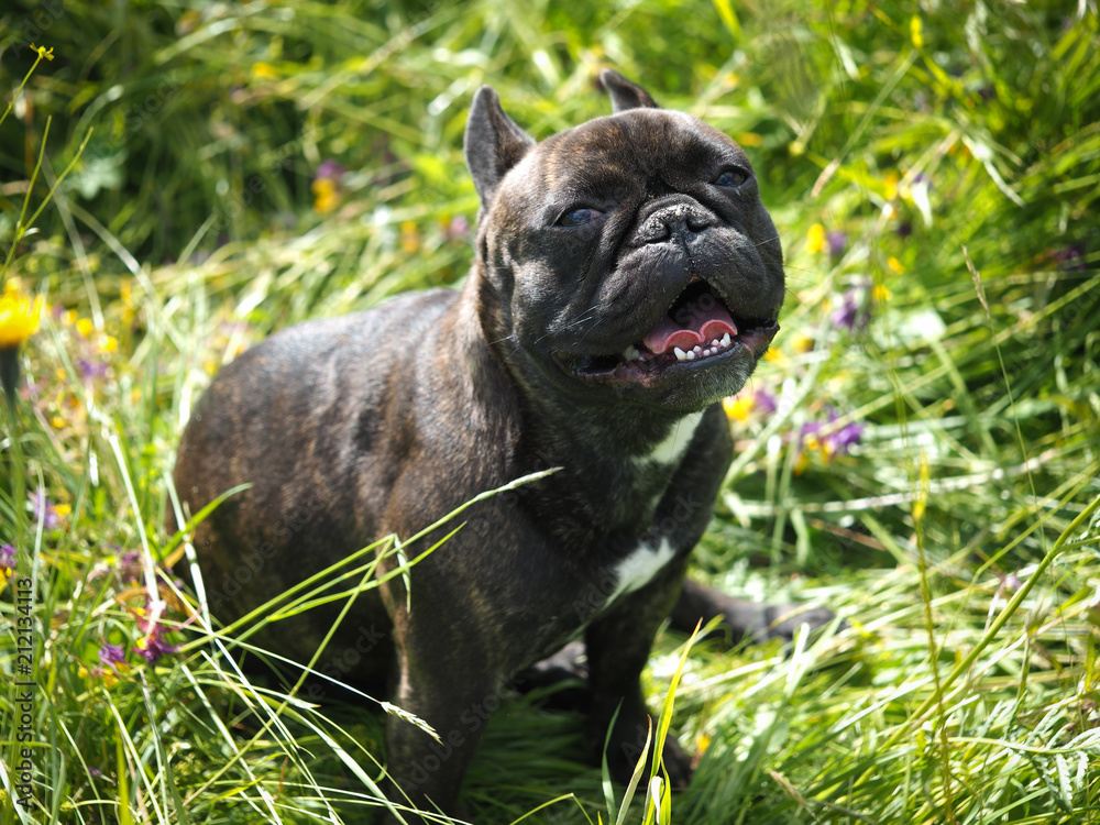 Dog black French bulldog in the field among the flowers