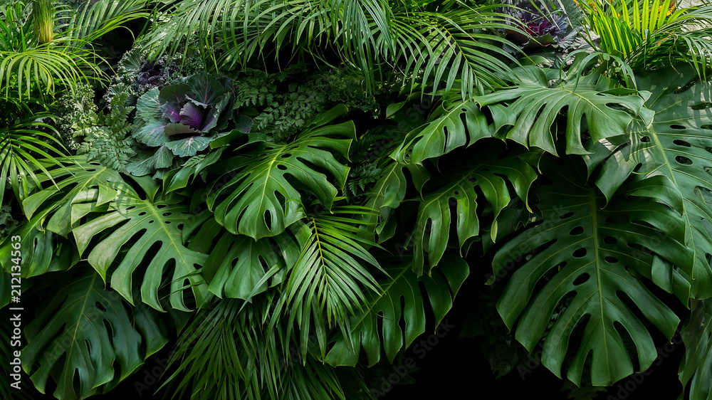 Fototapeta Zieleni tropikalni liście Monstera, paproć i palmowi fronds tropikalnego lasu deszczowego ulistnienia rośliny krzaka kwiecisty przygotowania na ciemnym tle, naturalny liść tekstury natury tło.