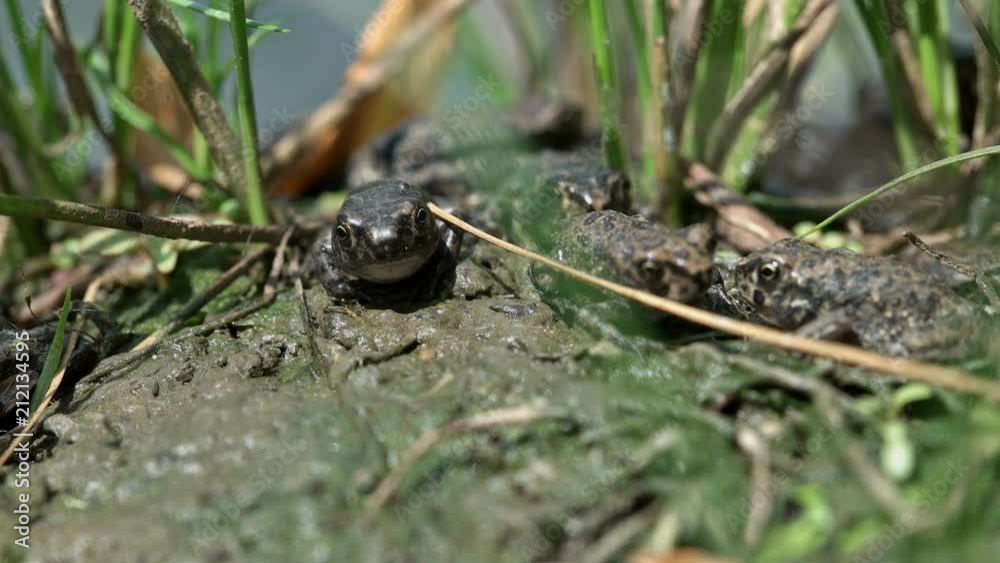 many small frogs in a pond, close-up many small frogs in a pond, close-up