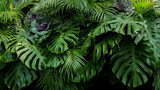 Green tropical leaves of Monstera, fern, and palm fronds the rainforest foliage plant bush floral arrangement on dark background, natural leaf texture nature background.