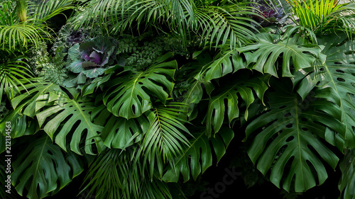 Green tropical leaves of Monstera, fern, and palm fronds the rainforest foliage plant bush floral arrangement on dark background, natural leaf texture nature background. #212134563