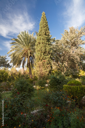 Cupressus at Golshan Garden, Tabas, Khorasan, Iran