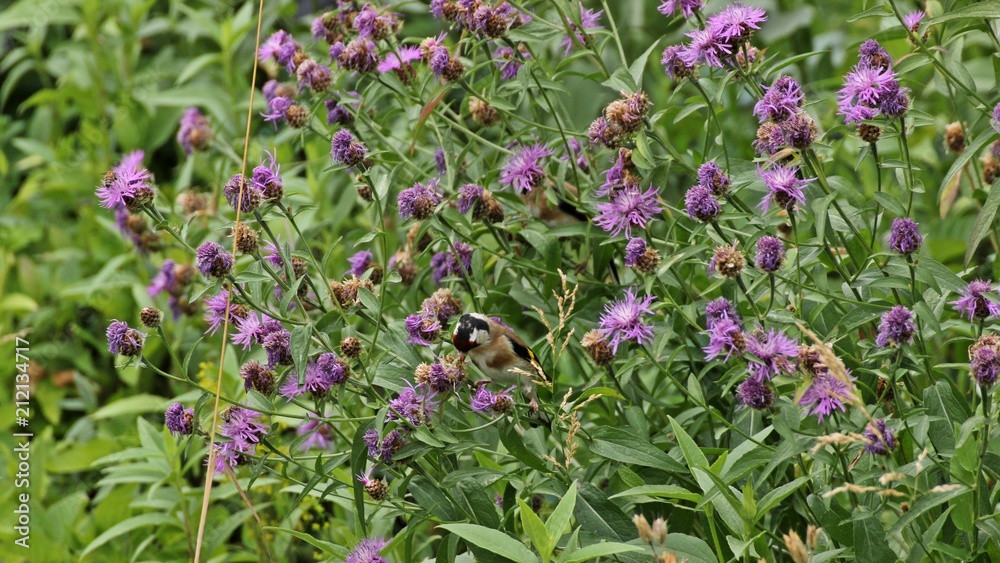 Zwei Stieglitze (Carduelis carduelis) fressen Samen der Wiesen-Flockenblume (Centaurea jacea)
Zwei Stieglitze (Carduelis carduelis) fressen Samen der Wiesen-Flockenblume (Centaurea jacea)
