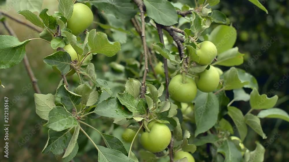 Unripe green apples hanging on a tree in the shadow. Unripe green apples hanging on a tree in the shadow.