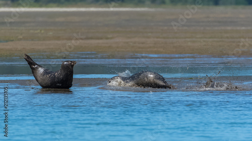 Photography Harbor seals lying on the sand in California, the mother and the baby playing in