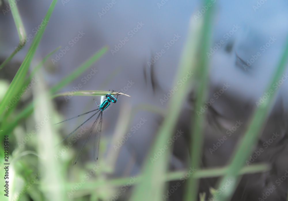 on a blade of grass on a green and blue background a blue dragonfly sits on a blade of grass on a green and blue background a blue dragonfly sits