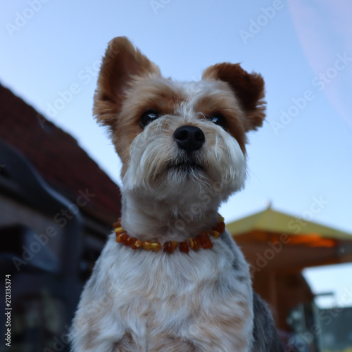 Biver Yorkshire / Hund / Haustier