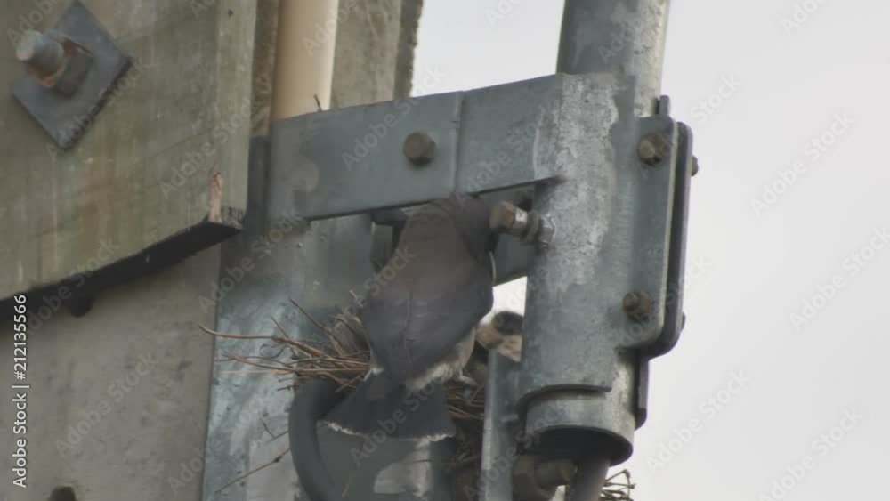 a parent Ashy woodswallow is feeding the offspring in the evening a parent Ashy woodswallow is feeding the offspring in the evening
