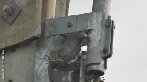 a parent Ashy woodswallow is feeding the offspring in the evening photo