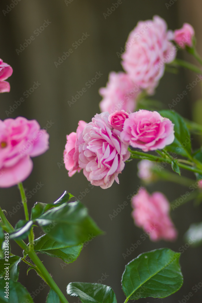 Garden pink rose on blurred background, beautiful pink rose on a green background, blank for cards, holiday bouquet, spring pattern for the designer, valentine card, art Garden pink rose on blurred background, beautiful pink rose on a green background, blank for cards, holiday bouquet, spring pattern for the designer, valentine card, art