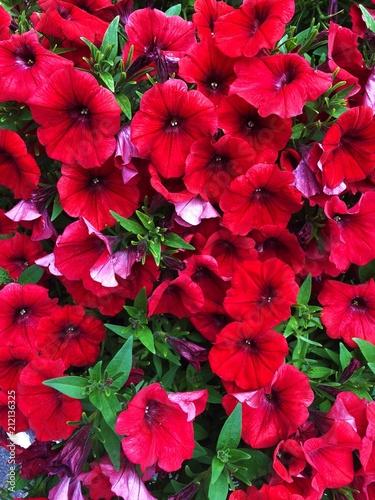 Beautiful red flowers bells in the Park 