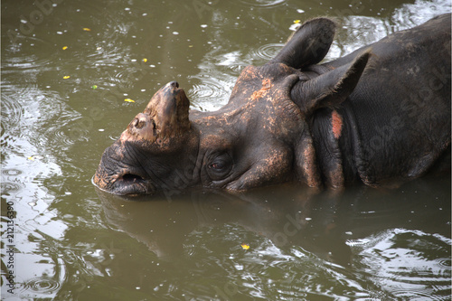 Indisches Panzernashorn im Wasser