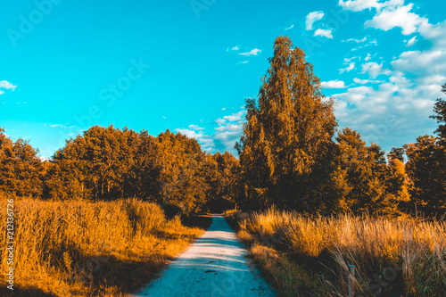 lone road in an cornfield with view to an beautiful forest