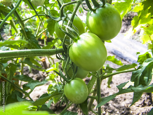 Green tomatoes growing on the branches. It is cultivated in the garden.