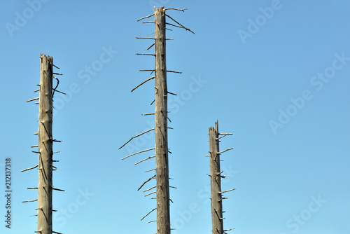 Bäume abgestorben 7