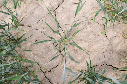 Agriculture: Cracks in the dry soil in a wheat field in Eastern Thuringia after weeks without rain in spring 2018 © torstengrieger
