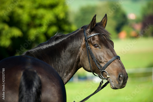 Warmblut mit Trense