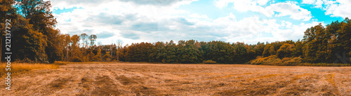 giant 180 degree panorama of cornfield with forest