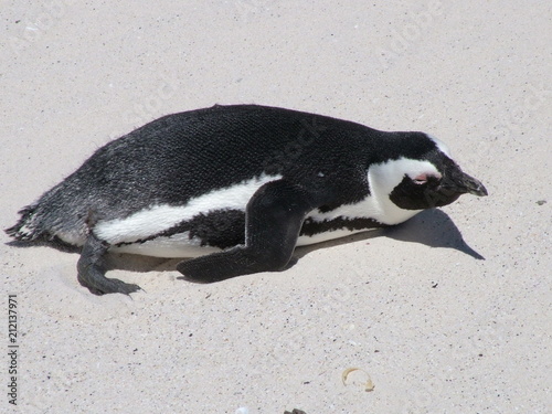 African penguins , South Africa
