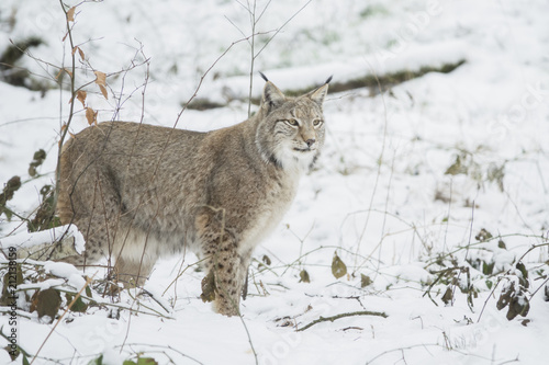 lynx in winter