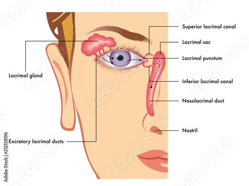 Fototapeta Naklejka Na Ścianę i Meble -  Medical illustration of the anatomy of the lacrimal apparatus