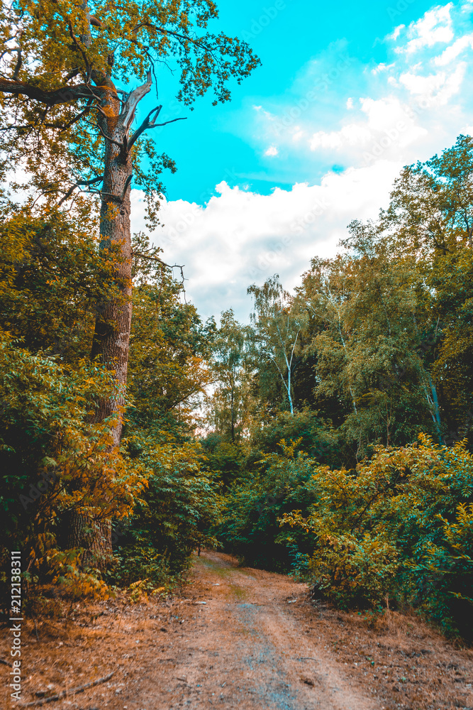 high formated picture of road in a forest with big tree on the left hand