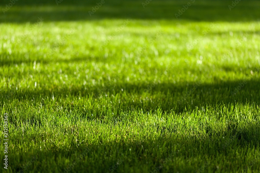 Garden. Garden.