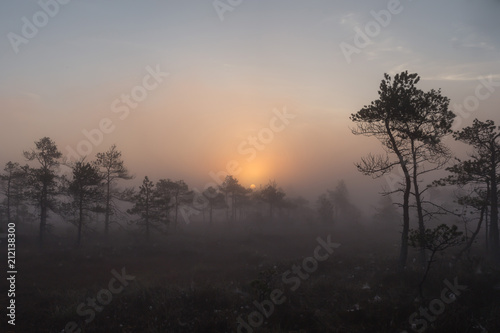 Sunrise at swamp with small pine trees covered in early morning.