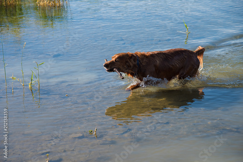 A dog returns to shore after retrieving a stick on a summer morning