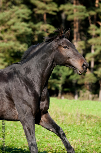 Pferd auf der Koppel