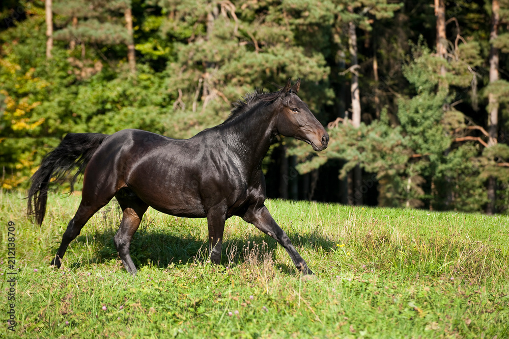 Pferd auf der Koppel Pferd auf der Koppel