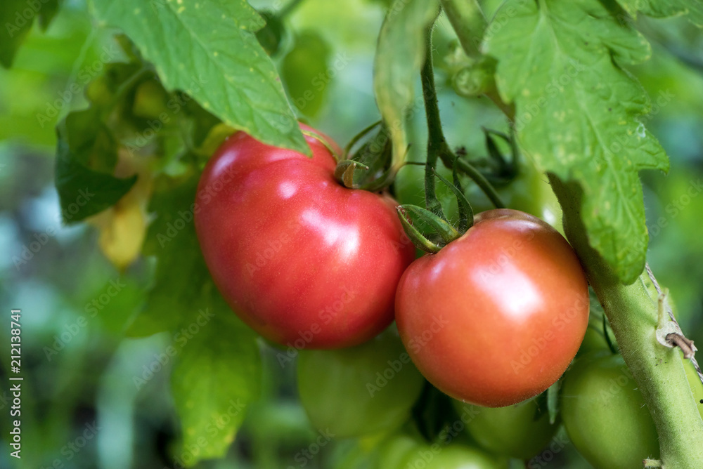 tomato growing in organic farm