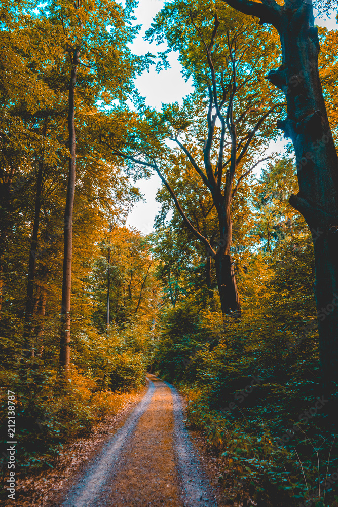 beautiful rural road in a autumn forest