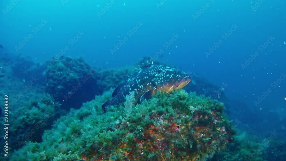 Marine sea life scuba diving in Spain Grouper fish in a reef Marine sea life scuba diving in Spain Grouper fish in a reef