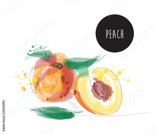 peach watercolor vector illustration. hand drawn peaches.  photo