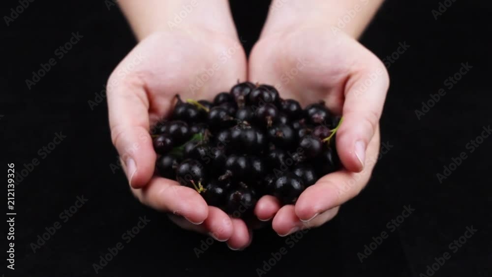 Black currant in women hand on dark black background. Close up. Black currant in women hand on dark black background. Close up.